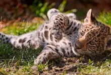 animals jaguars baby animals 1920x1080 wallpaper Art HD Wallpaper